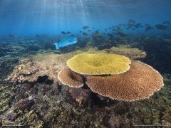 Tapeta National Geographic 748.jpg